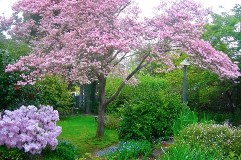 Dangal Gardens - Nelson Bay Accommodation.com 3