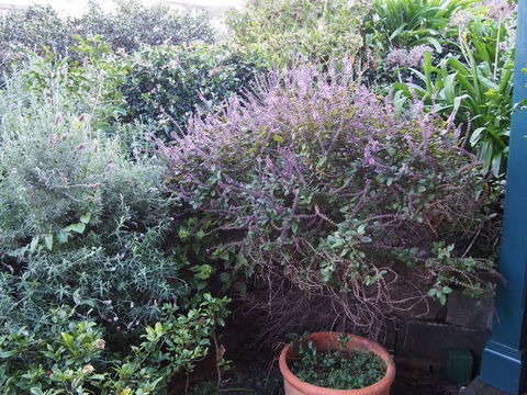 Bellevue Accommodation - Nelson Bay Accommodation.com 24