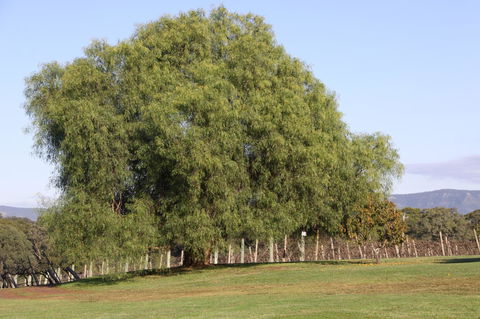 Adina Vineyard - Accommodation Nelson Bay 17