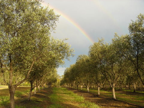 Adina Vineyard - Accommodation Nelson Bay 19