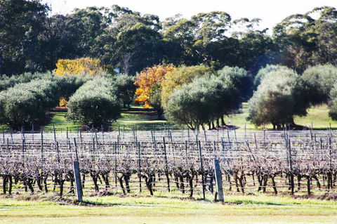 Adina Vineyard - Accommodation Nelson Bay 15