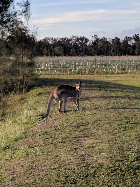 Madigan Wine Country Cottages - Accommodation Nelson Bay 7