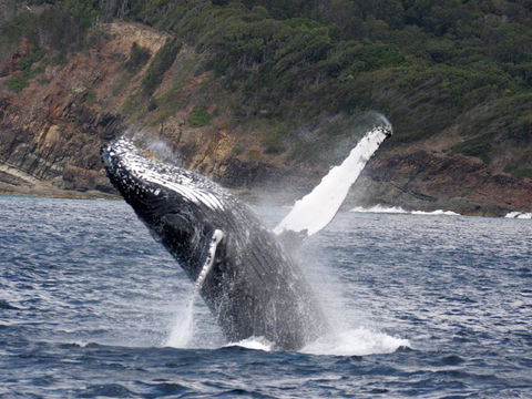 Braemar 9 - Accommodation Nelson Bay 8