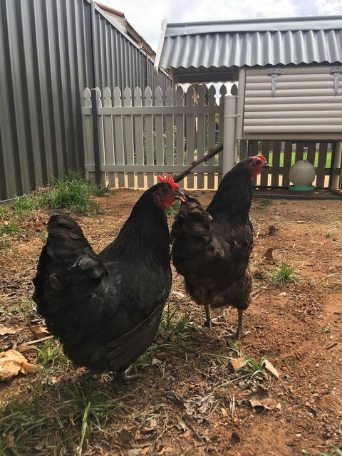 Thelma's Temora - Accommodation Nelson Bay 13
