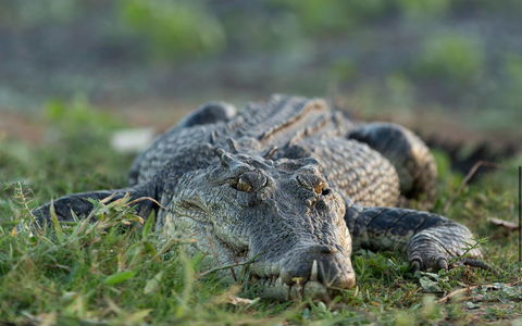 Wildman Wilderness Lodge - Accommodation Nelson Bay 24
