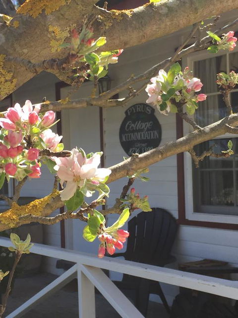 Coonawarra's Pyrus Cottage - Nelsons Bay Accommodation 3