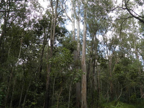 Coucals Cottage - Accommodation Nelson Bay 3