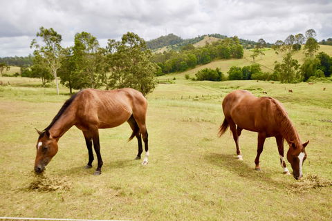 Country Breeze Farm Stay - Accommodation Nelson Bay 1