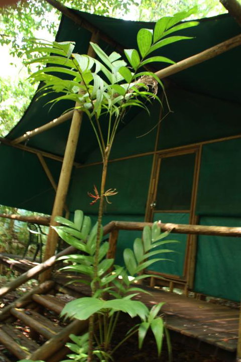 Daintree Crocodylus - Accommodation Nelson Bay 3