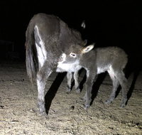 Donkey Tales Farm Cottages - Accommodation Nelson Bay