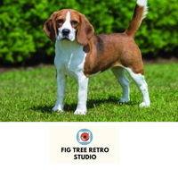 Fig Tree Retro Studio - Accommodation Nelson Bay