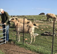 Gilgraves Vineyard Farmstay - Accommodation Nelson Bay