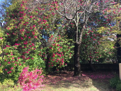 Kookaburra Cottage - Accommodation Nelson Bay 1