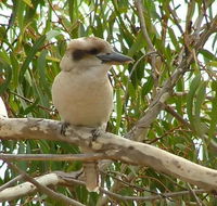 kookaburra nest - Accommodation Nelson Bay