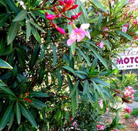 Mercury motor inn - Accommodation Nelson Bay