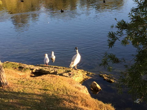Lakeside Views - Accommodation Nelson Bay 19