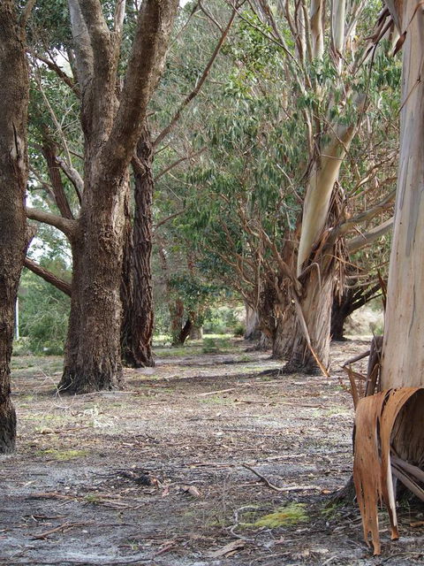 Riverside Retreat Chalets, Walpole - Nelsons Bay Accommodation 16