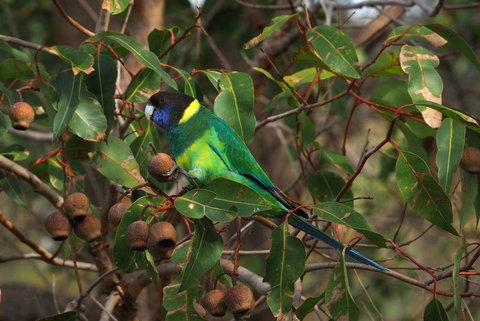 Banksia Tourist Park - Accommodation Nelson Bay 15
