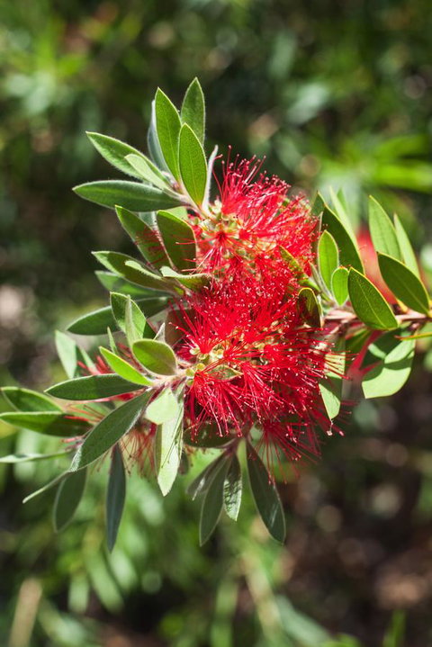 Banksia Tourist Park - Accommodation Nelson Bay 26