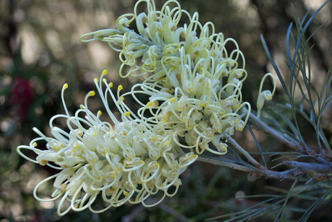 Banksia Tourist Park - Accommodation Nelson Bay 9