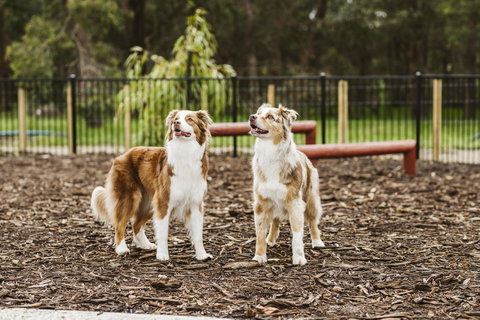 Banksia Tourist Park - Accommodation Nelson Bay 16