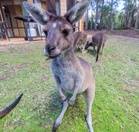 Yelverton Brook Eco Spa Retreat  Conservation Sanctuary - Accommodation Nelson Bay
