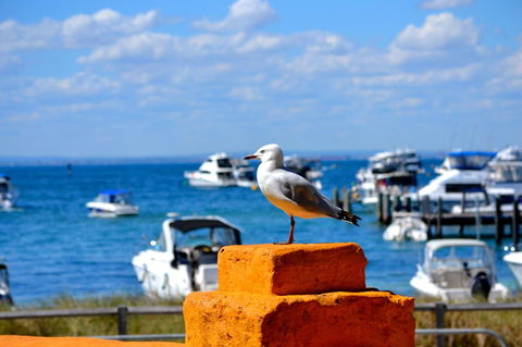 Palms Bed & Breakfast - Nelsons Bay Accommodation 25