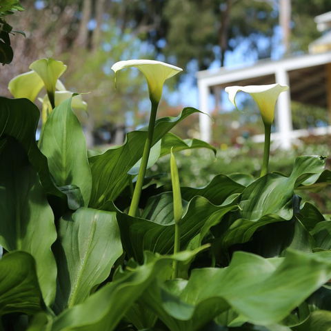 Two Sisters Chalets - Accommodation Nelson Bay 32