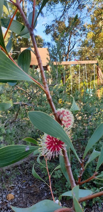 Di's Cabin In Dwellingup - Nelsons Bay Accommodation 4