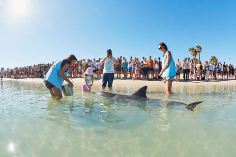 RAC Monkey Mia Dolphin Resort - Accommodation Nelson Bay 2