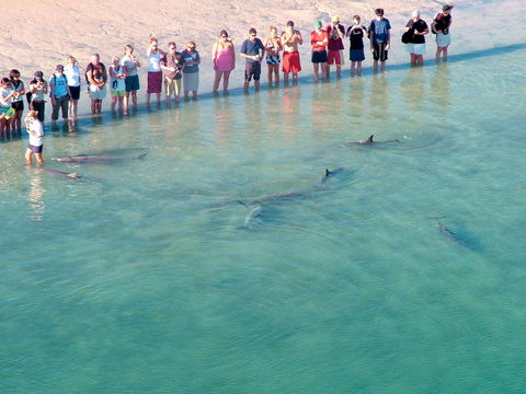RAC Monkey Mia Dolphin Resort - Accommodation Nelson Bay 4