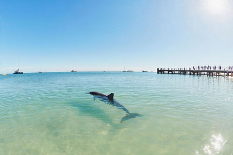 RAC Monkey Mia Dolphin Resort - Accommodation Nelson Bay 1