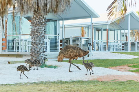 RAC Monkey Mia Dolphin Resort - Accommodation Nelson Bay 15