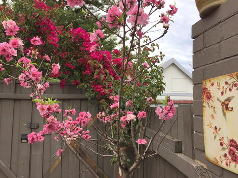 Garden Studio In Cottesloe - Accommodation Nelson Bay 10