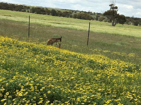The Mains Guest House 2 Bedroom Farm Stay - Accommodation Nelson Bay 15