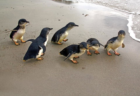 Bicheno Cabin Park - Accommodation Nelson Bay 13