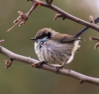 Free Spirit Pods - Accommodation Nelson Bay