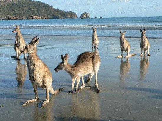 Oakenden QLD Accommodation Nelson Bay