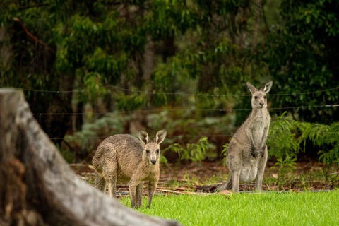 Secura Lifestyle Countryside Kalaru - Accommodation Nelson Bay 0