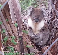Stringybark Hills Retreat - Accommodation Nelson Bay