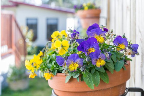 Sunnyside - Nelson Bay Accommodation.com 1