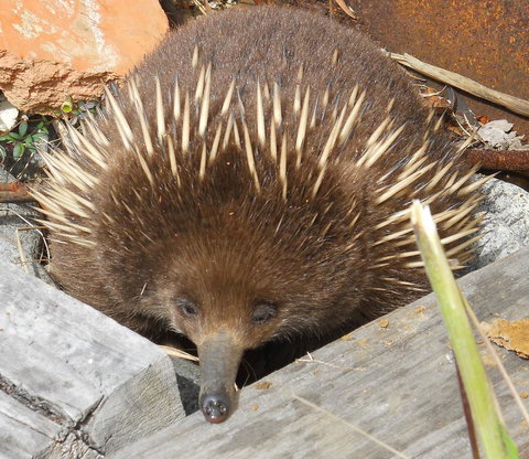 Southern Forest Accommodation - Accommodation Nelson Bay 25