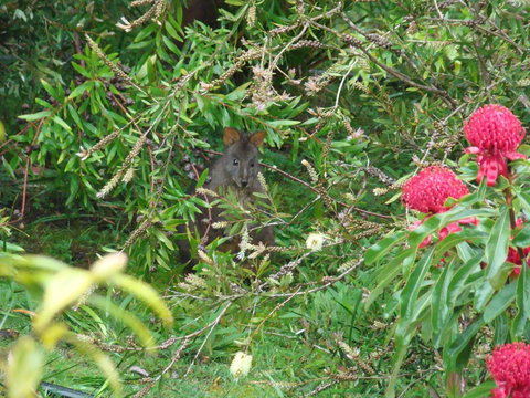 Southern Forest Accommodation - Accommodation Nelson Bay 12