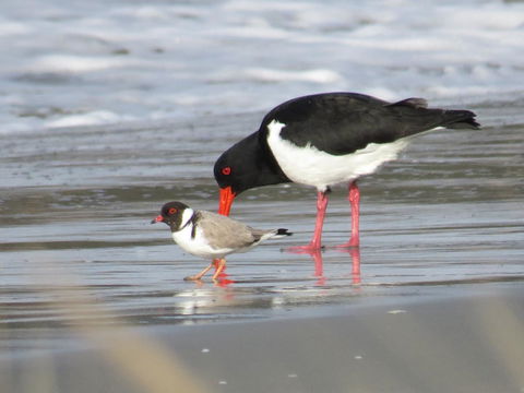 Captain Cook Holiday Park - Accommodation Nelson Bay 17