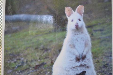 Captain Cook Holiday Park - Accommodation Nelson Bay 22