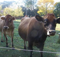 Drumreagh Bed  Breakfast Cabins - Accommodation Nelson Bay