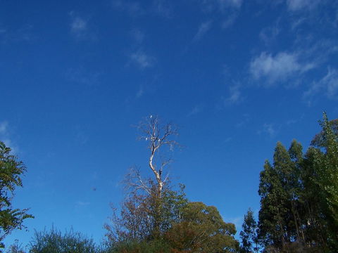 Drumreagh Cabins - Accommodation Nelson Bay 8