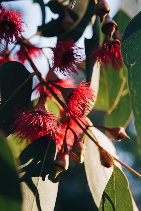 Dunkeld Studio Accommodation - Accommodation Nelson Bay 20