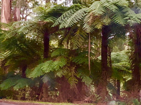 One Tree Hill Wilson Prom And Ocean Views - Accommodation Nelson Bay 16