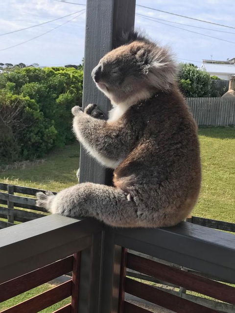 Sunsets On Martyrs Luxury Coastal Beach House Peterborough - Accommodation Nelson Bay 28